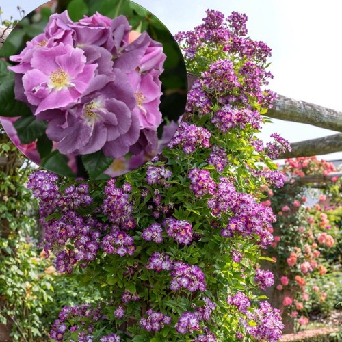 Rosa 'Veilchenblau' - Roos 'Veilchenblau' C4/4L